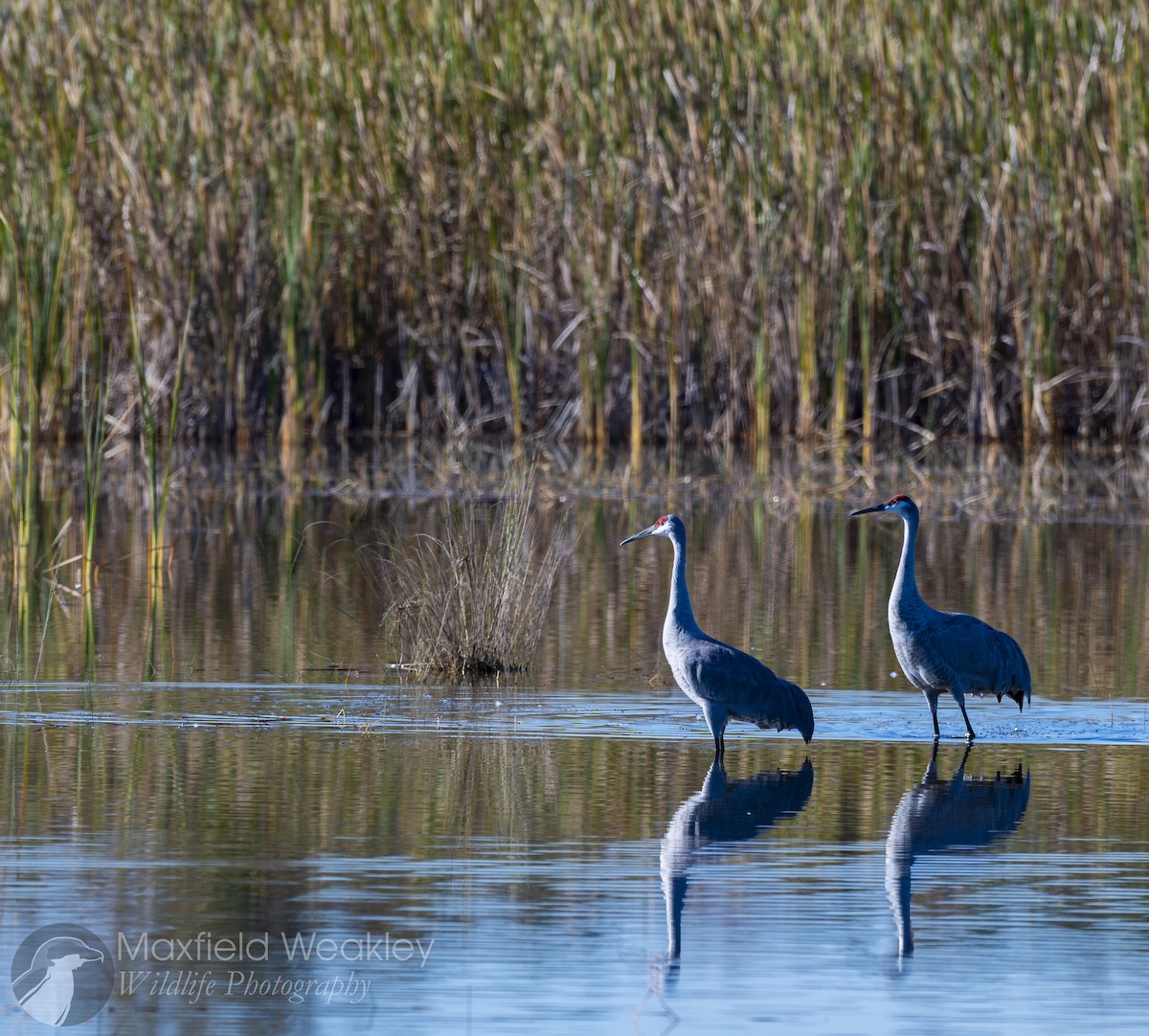 Sandhill Crane - ML646814678