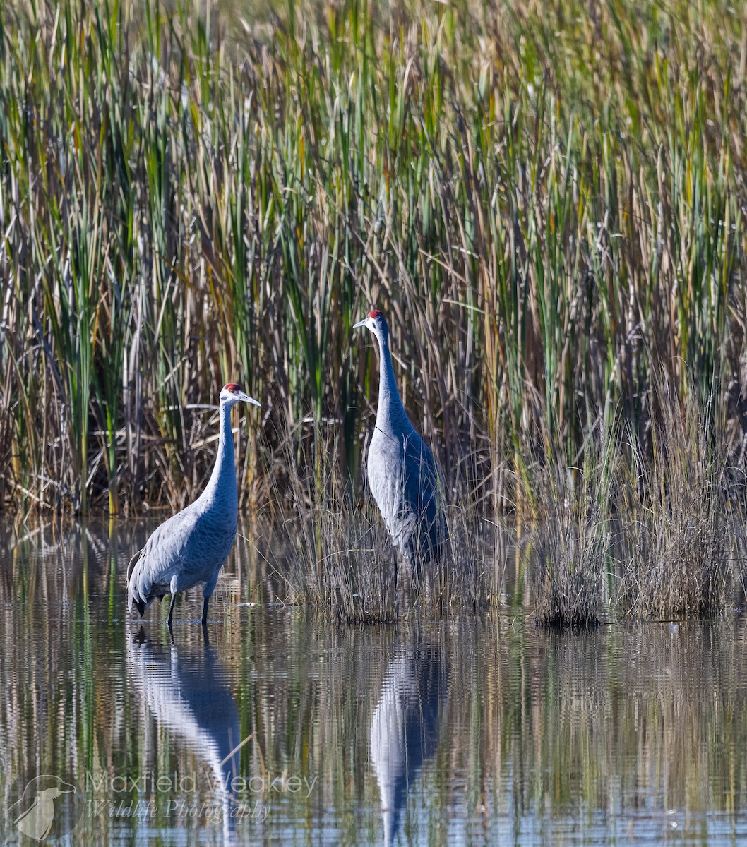 Sandhill Crane - ML646814679