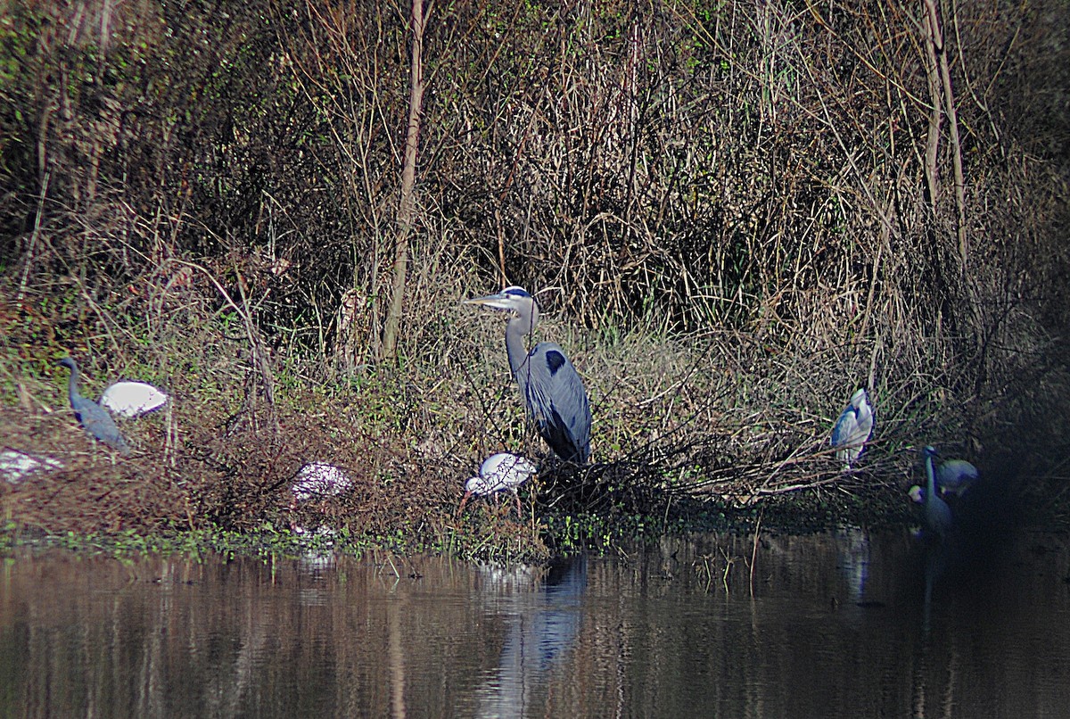 Great Blue Heron - ML646814680