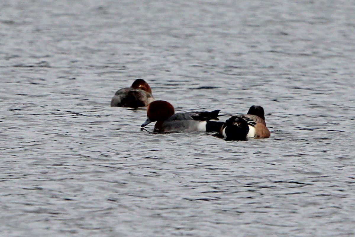 Eurasian Wigeon - ML646814681