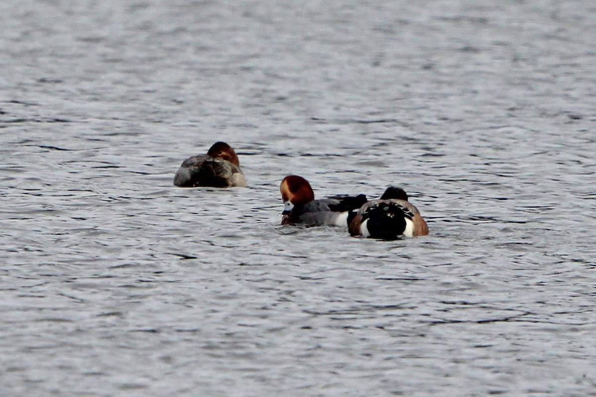 Eurasian Wigeon - ML646814682
