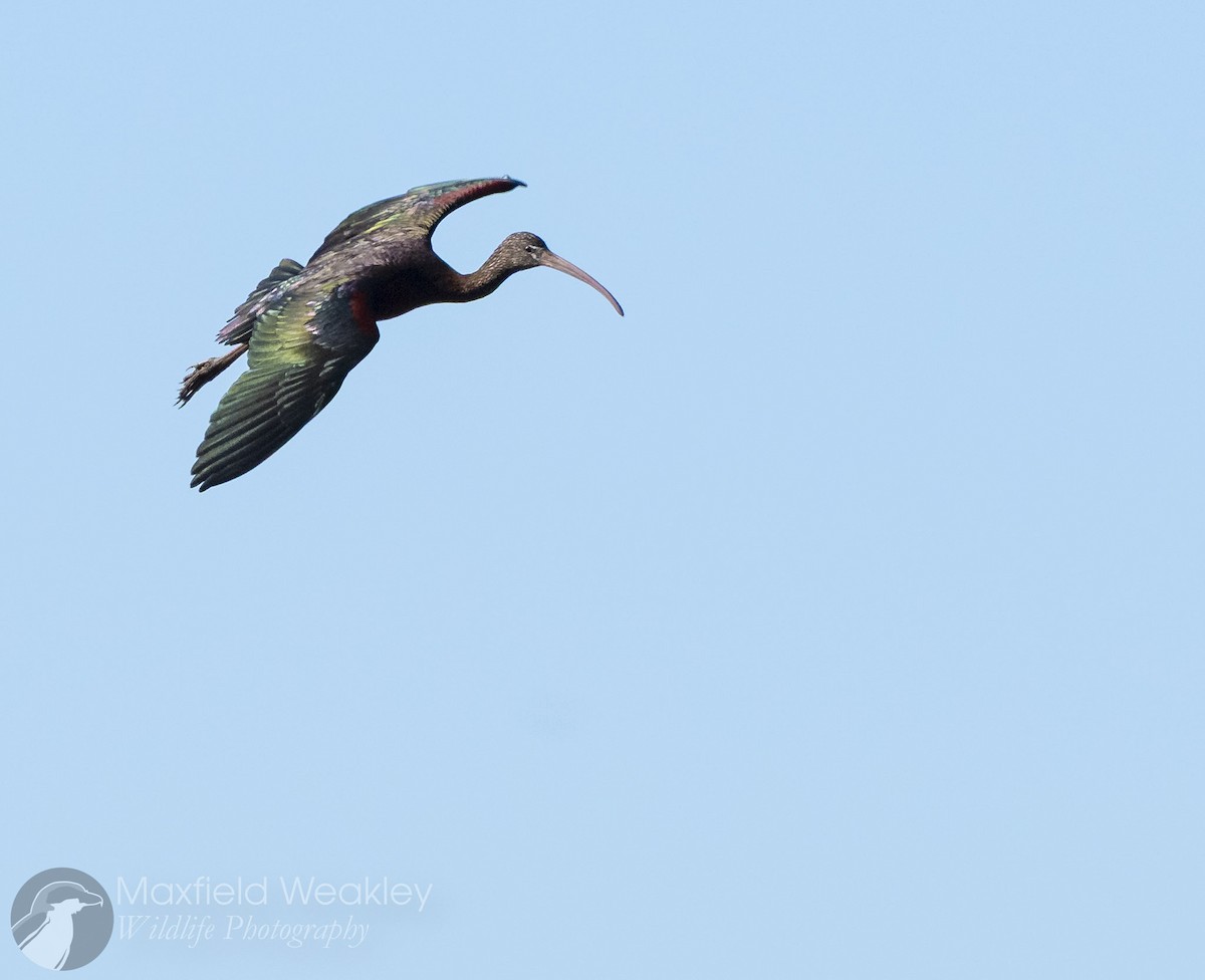 Glossy Ibis - ML646814683