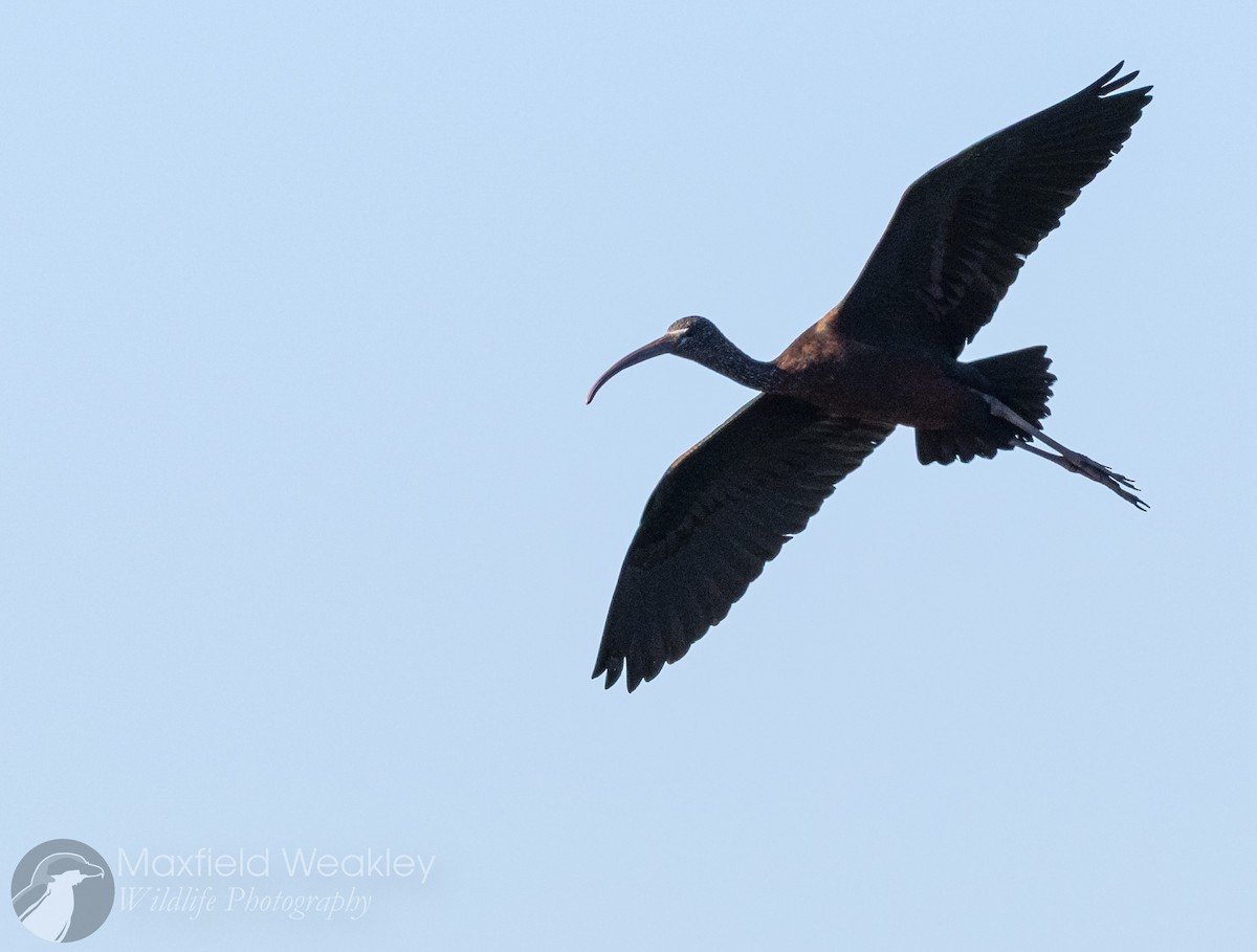 Glossy Ibis - ML646814684
