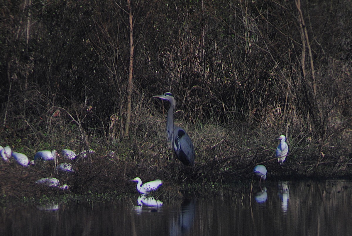 Great Blue Heron - ML646814685