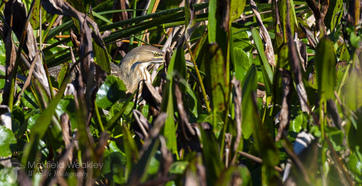 American Bittern - ML646814688