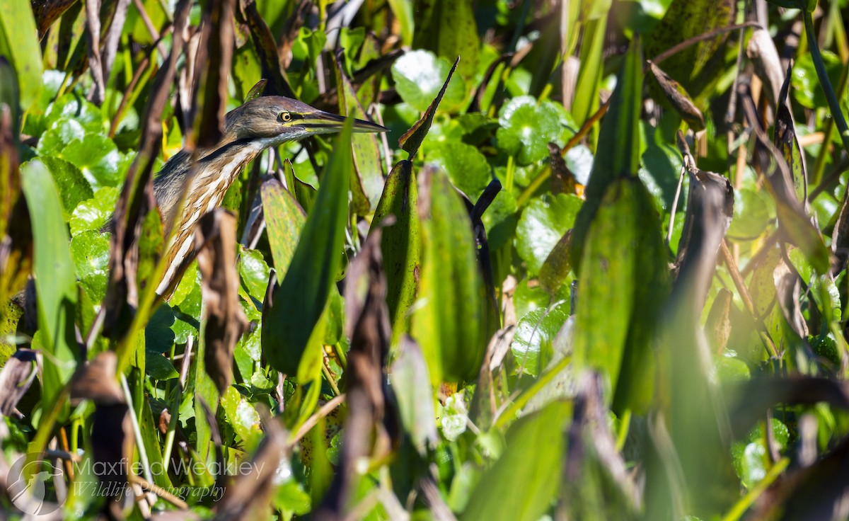 American Bittern - ML646814689