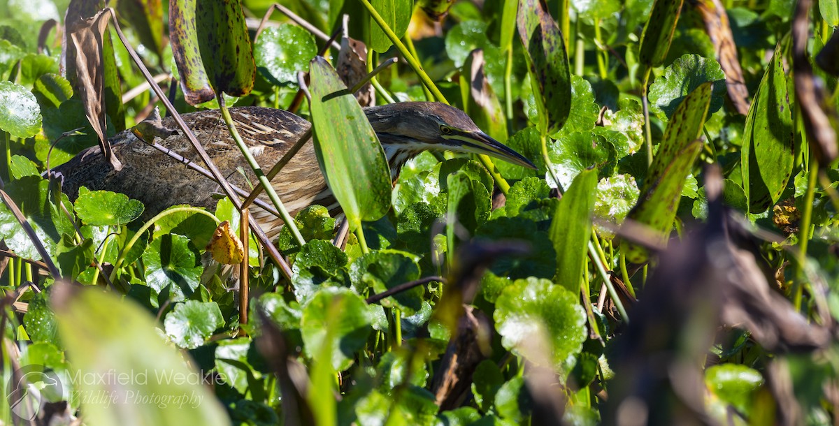 American Bittern - ML646814690