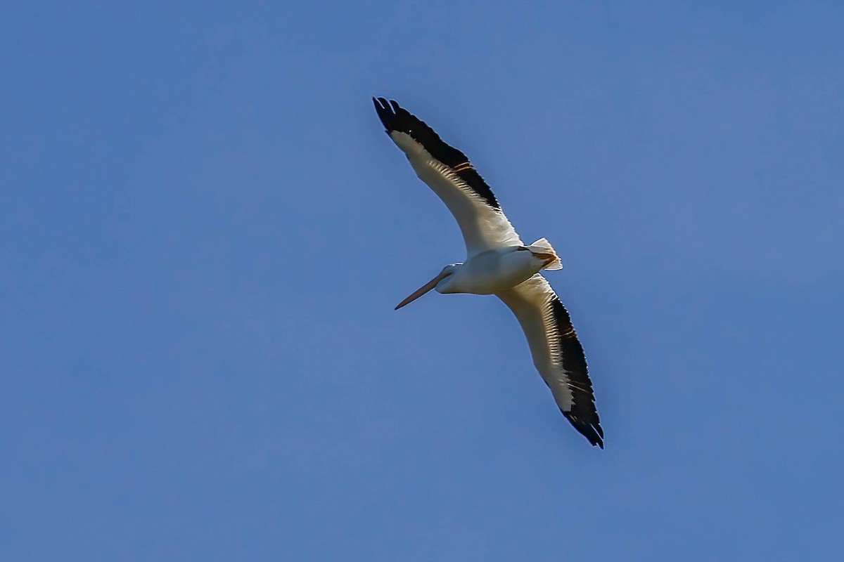 American White Pelican - ML646814691