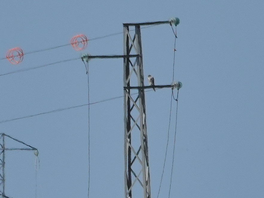 Peregrine Falcon - ML646814692