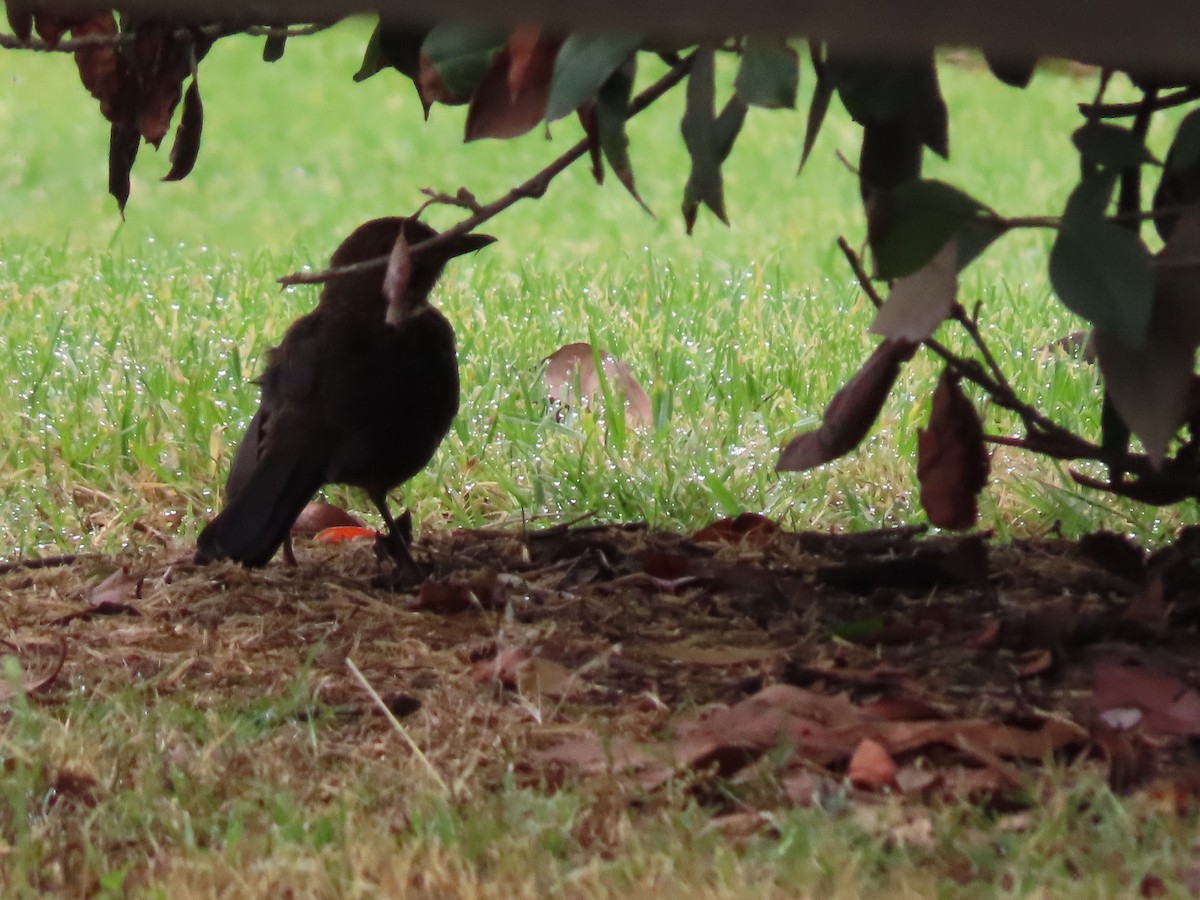 Eurasian Blackbird - ML646814693