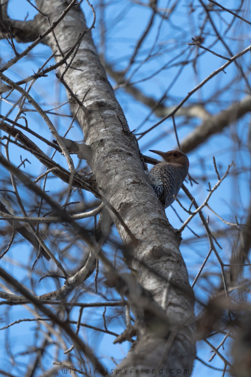 Northern Flicker - ML646814694