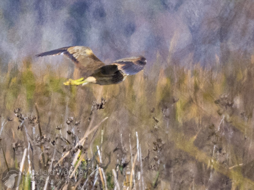 American Bittern - ML646814695