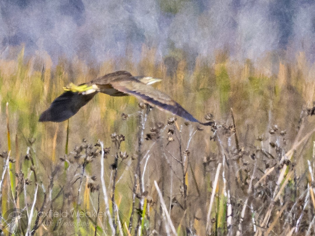 American Bittern - ML646814696