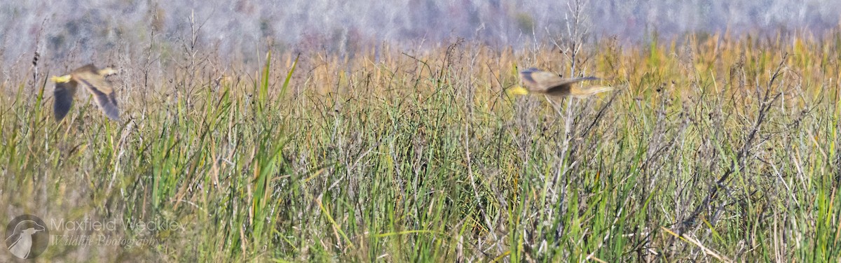 American Bittern - ML646814697