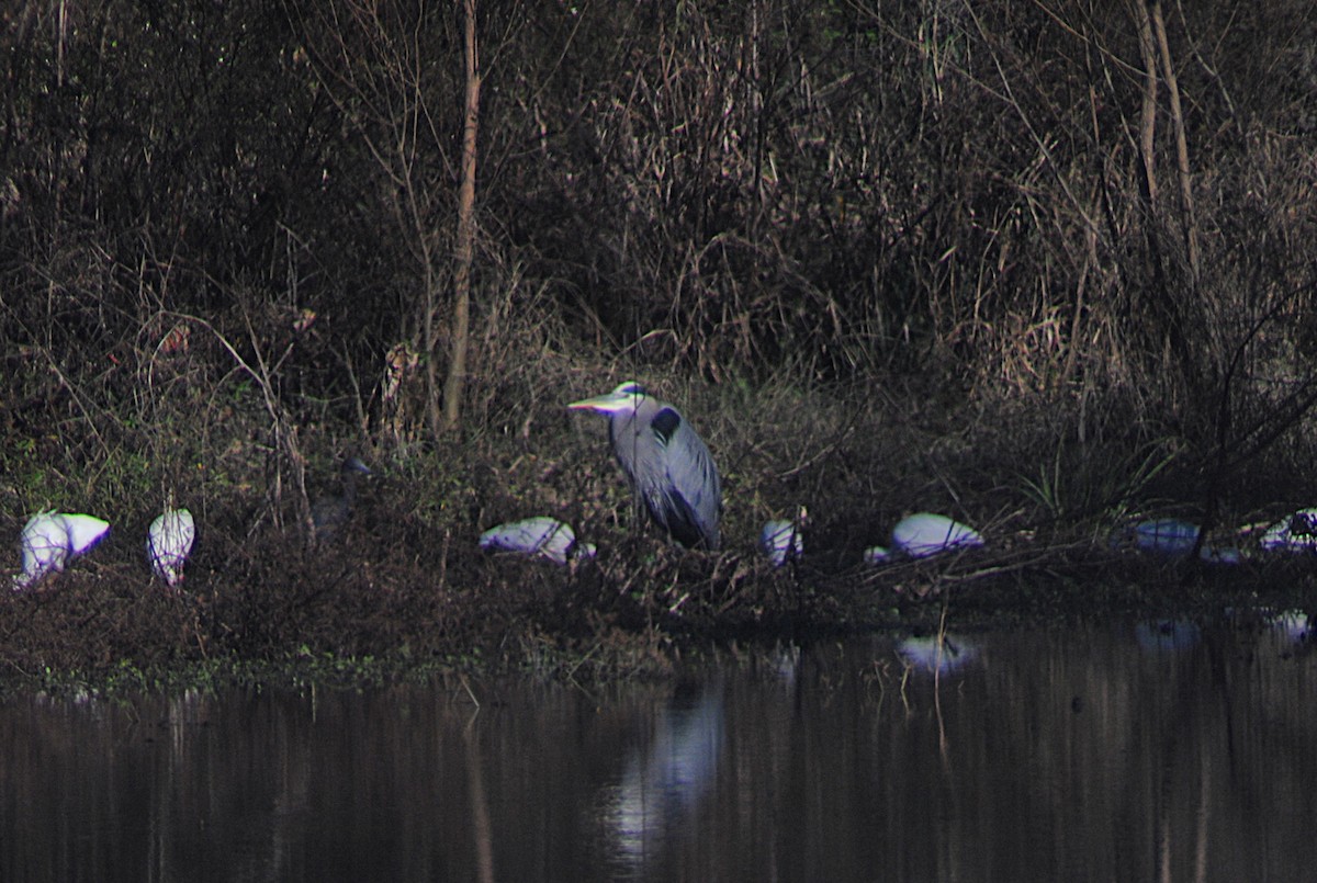 Great Blue Heron - ML646814700