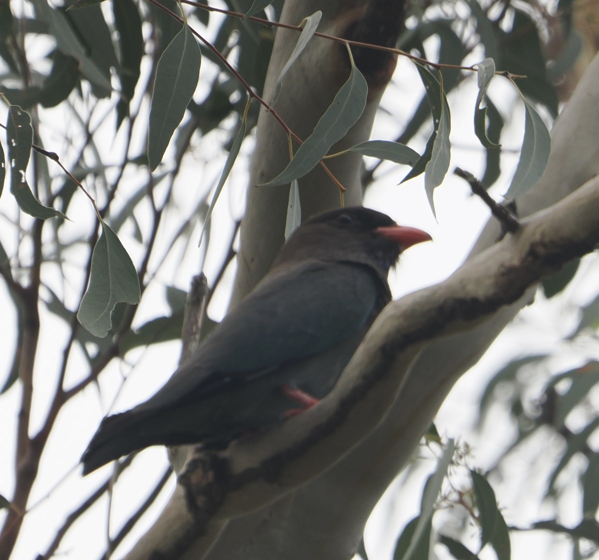 Dollarbird - ML646814701