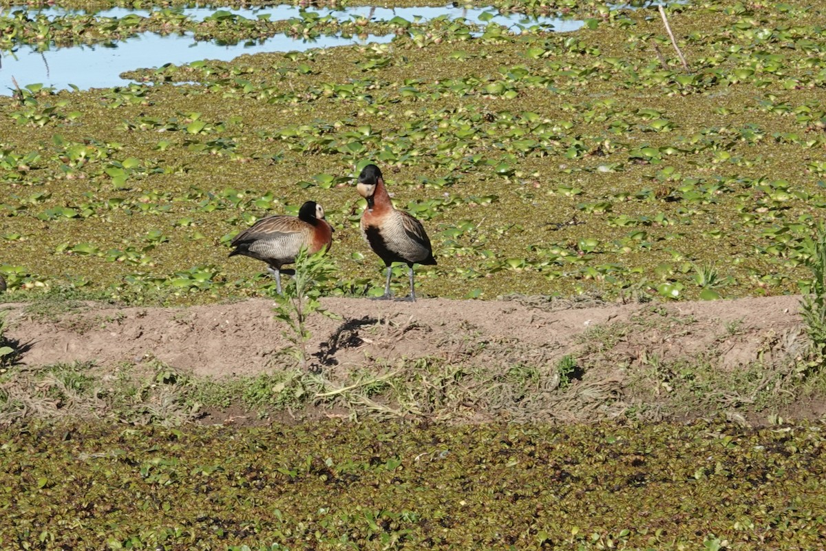 Dendrocigna facciabianca - ML646814702