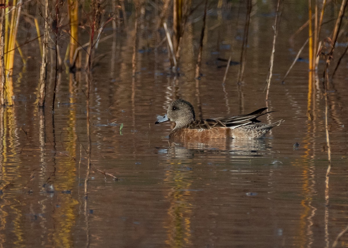 American Wigeon - ML646814703