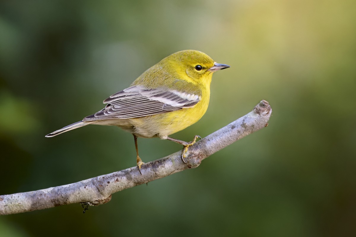 Pine Warbler - ML646814704