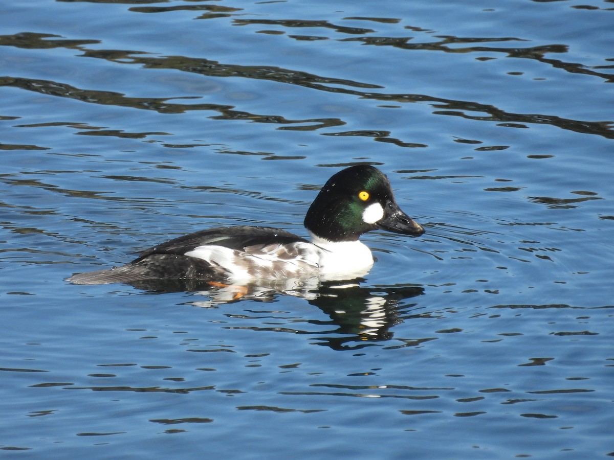 Гоголь зеленоголовий - ML646814705