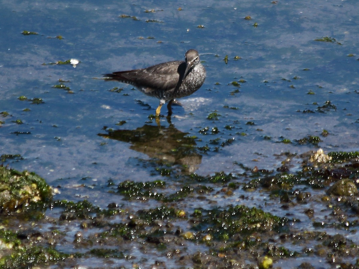 Wandering Tattler - ML64681471