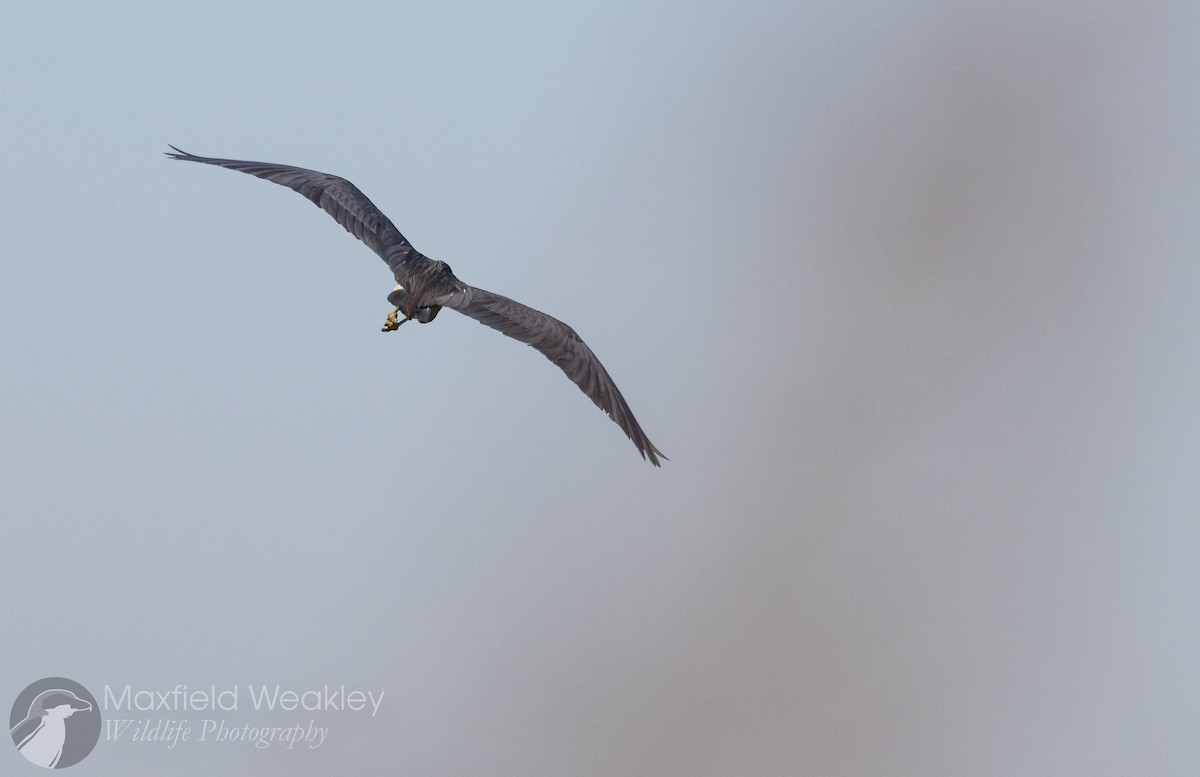 Tricolored Heron - ML646814712