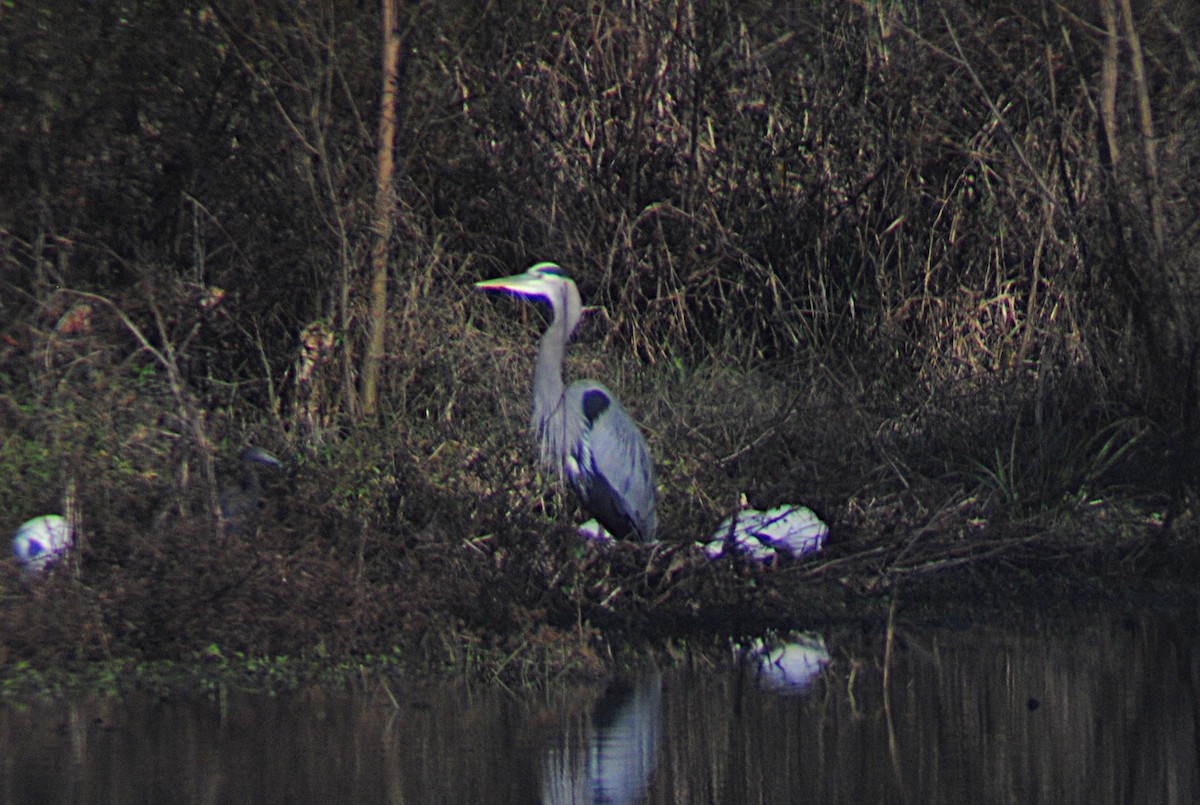 Great Blue Heron - ML646814714