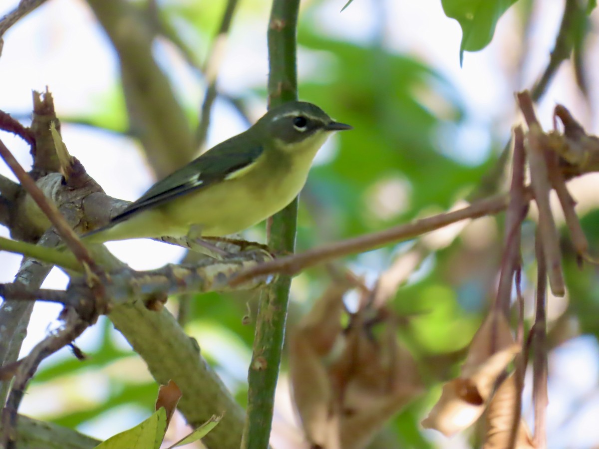 Black-throated Blue Warbler - ML646814715