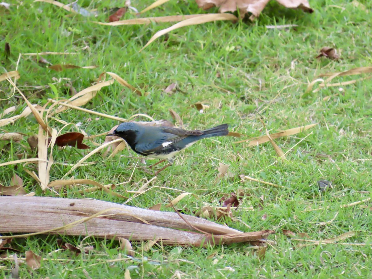 Black-throated Blue Warbler - ML646814716