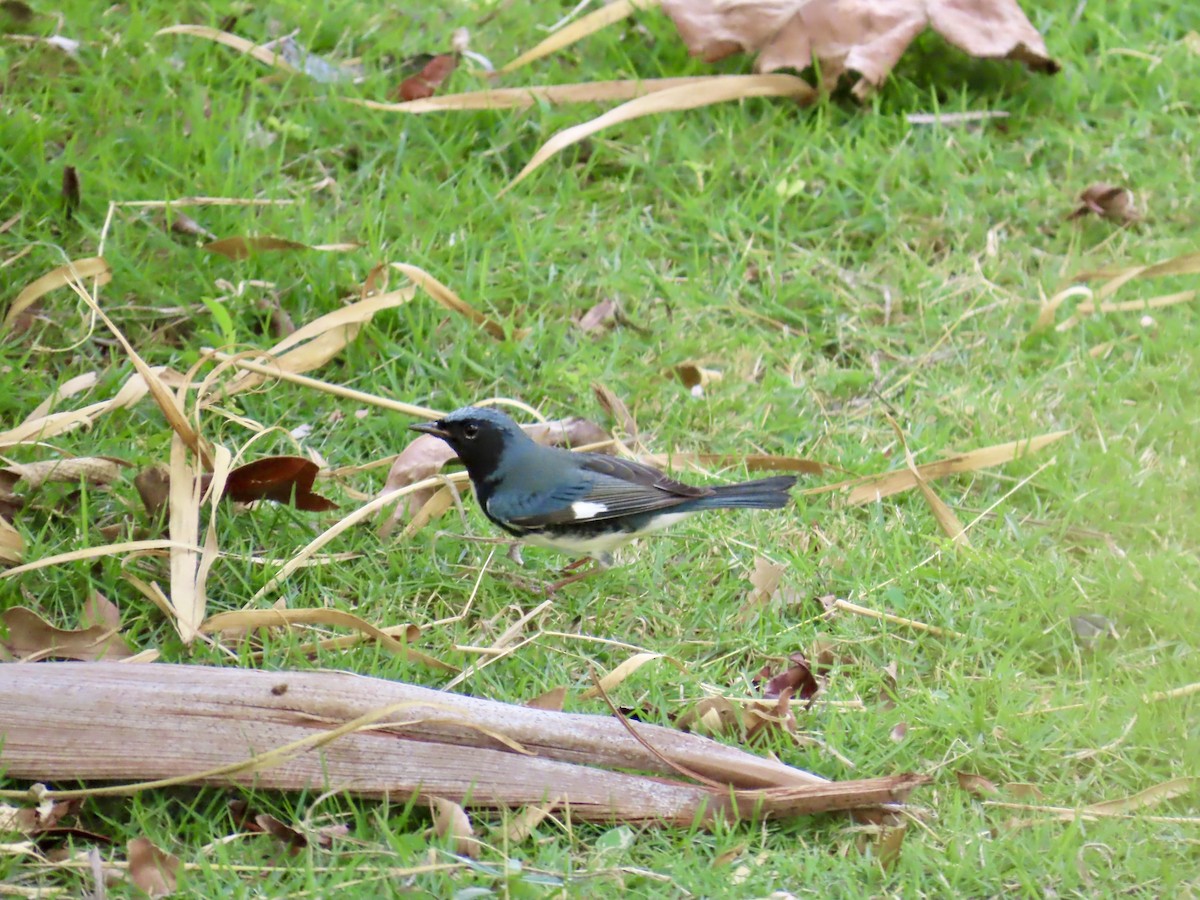 Black-throated Blue Warbler - ML646814717