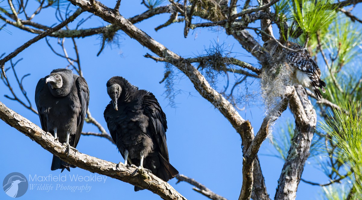 Zopilote beltza - ML646814718