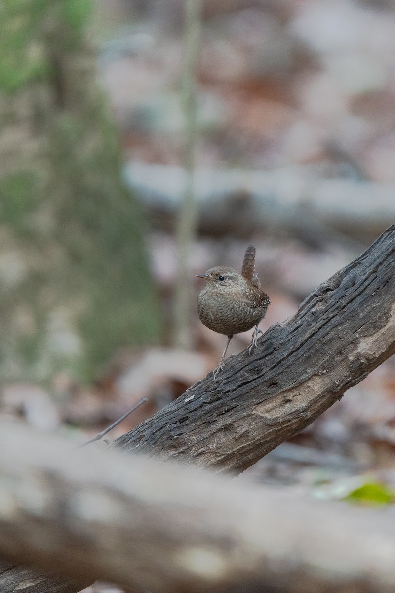 Winter Wren - ML646814719