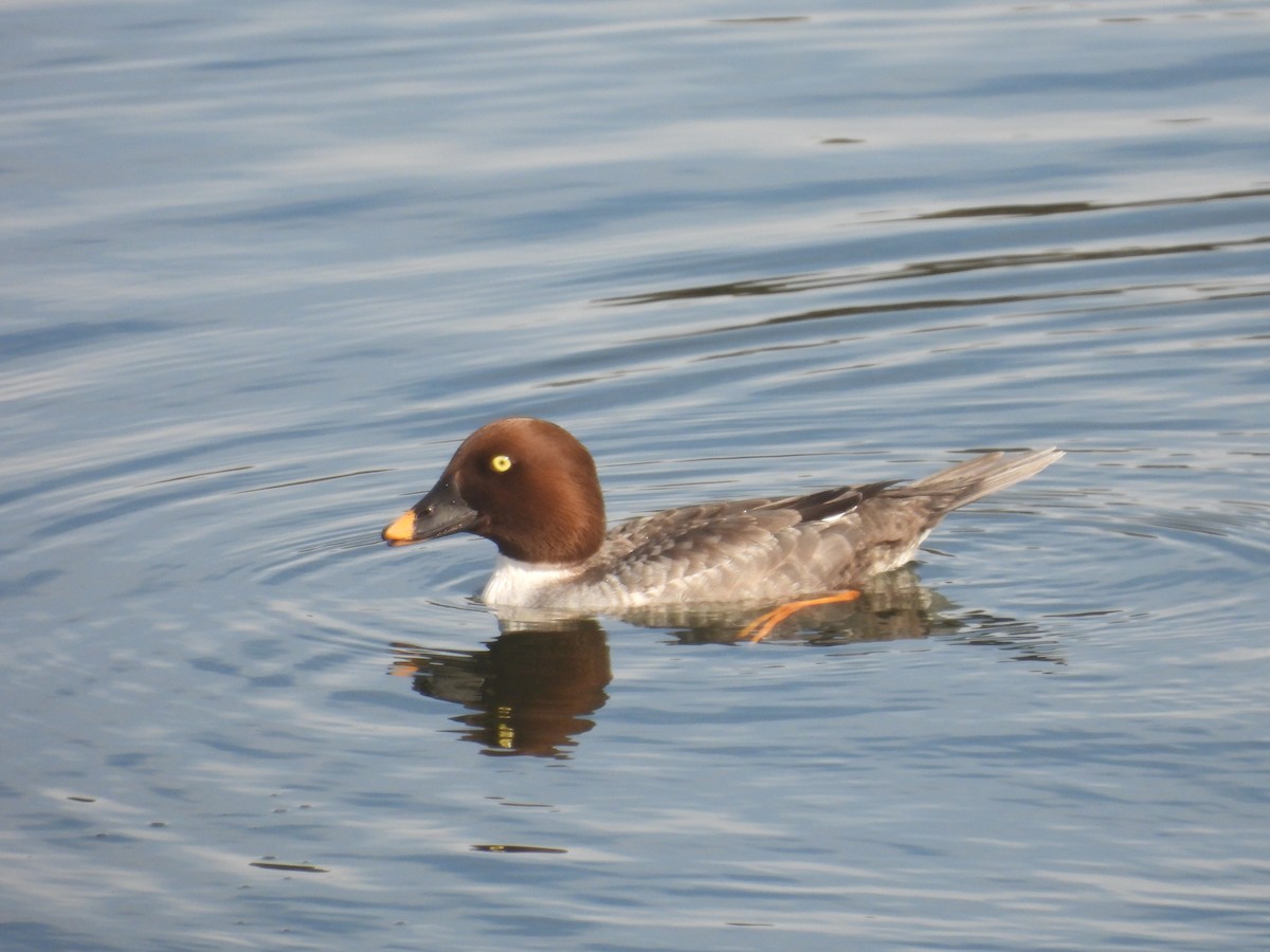 Гоголь зеленоголовий - ML646814720