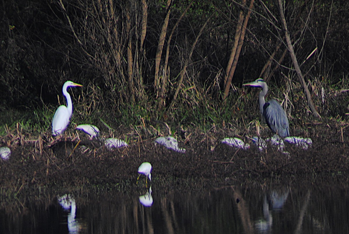 Great Blue Heron - ML646814721