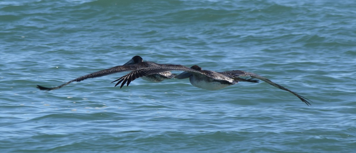 Пелікан бурий - ML646814722