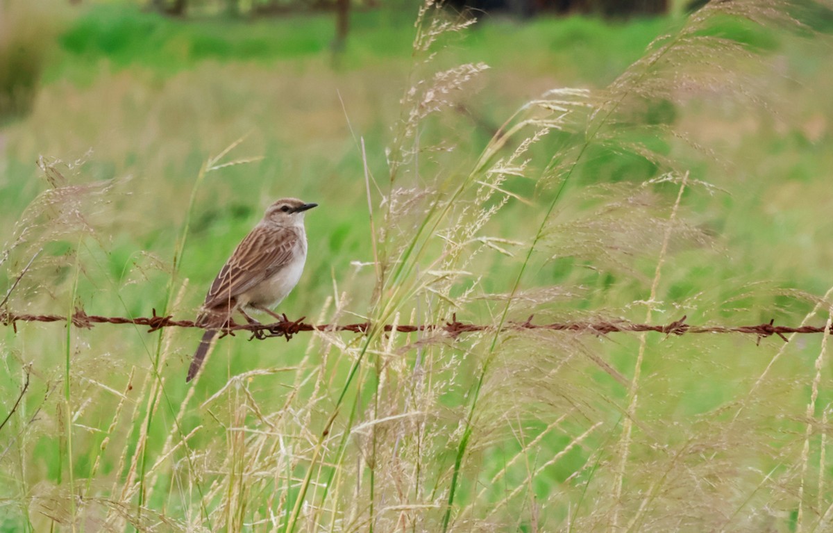 rustgumplerkesanger - ML646814723