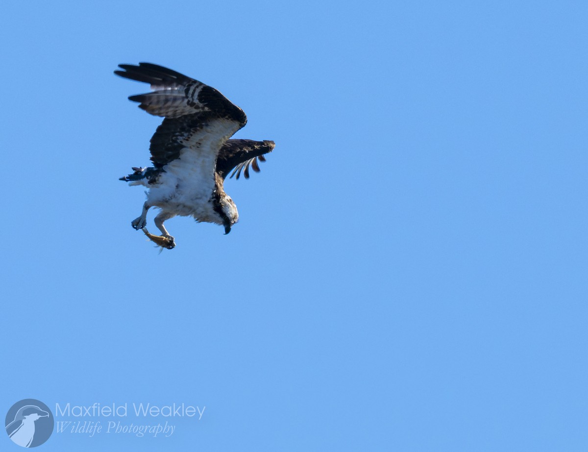 Osprey (American) - ML646814724
