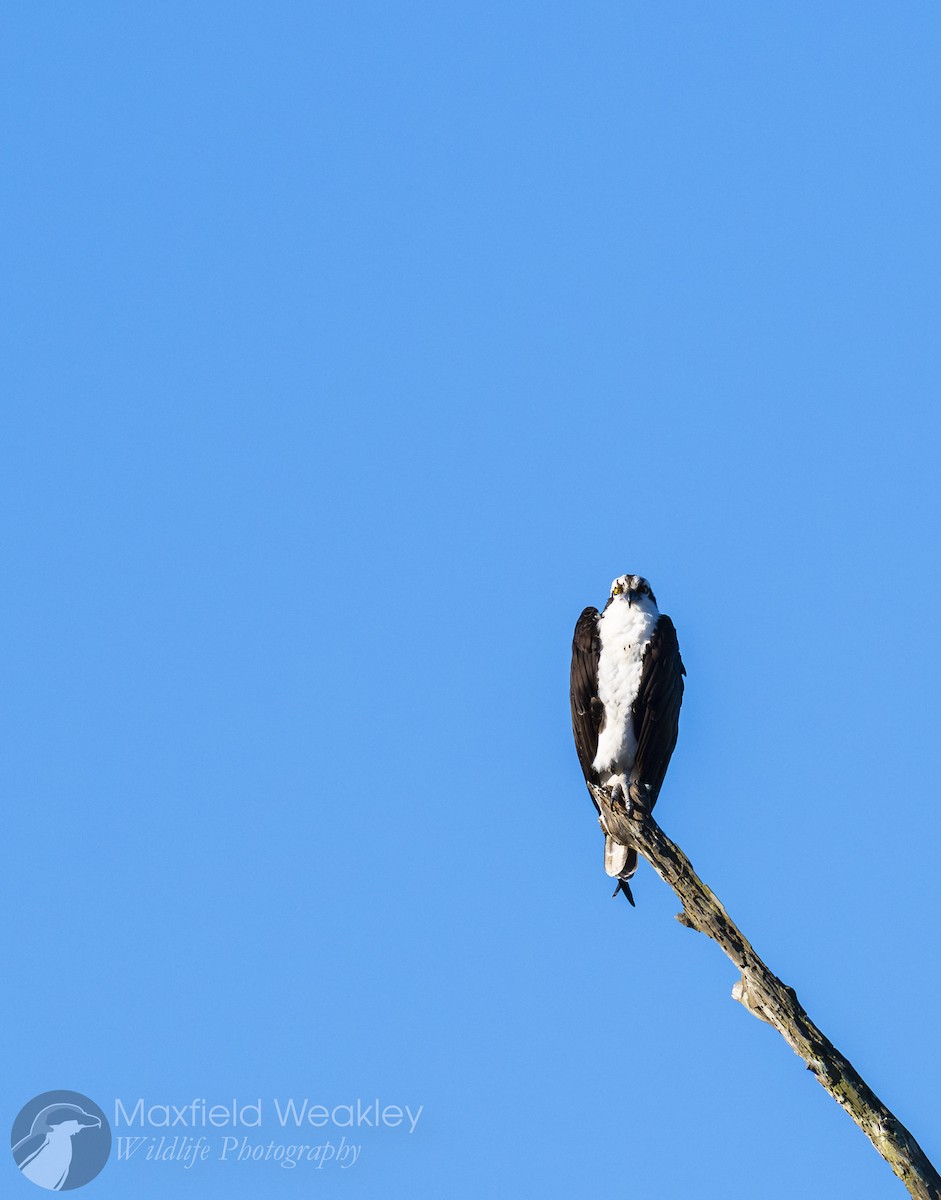 Osprey (American) - ML646814725