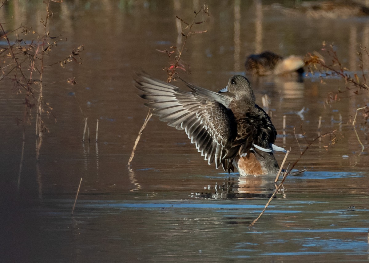 American Wigeon - ML646814729