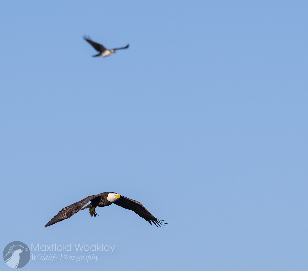 Bald Eagle - ML646814730