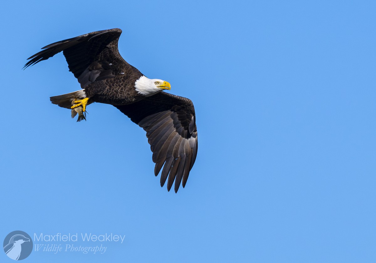 Bald Eagle - ML646814731