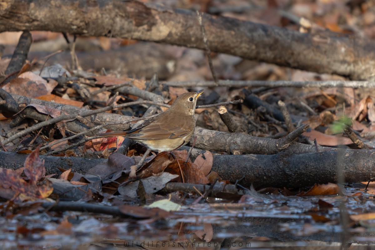 קיכלי חלוד-זנב - ML646814734