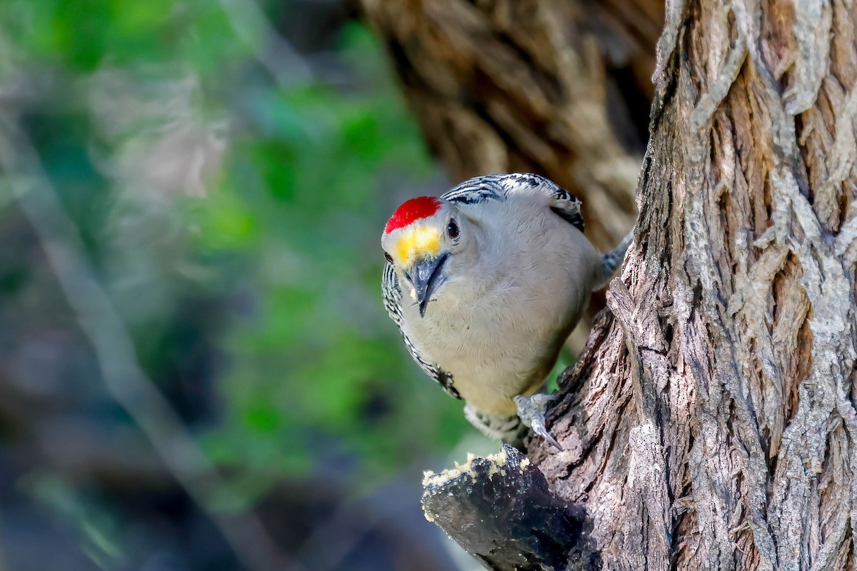 Golden-fronted Woodpecker (Northern) - ML646814740