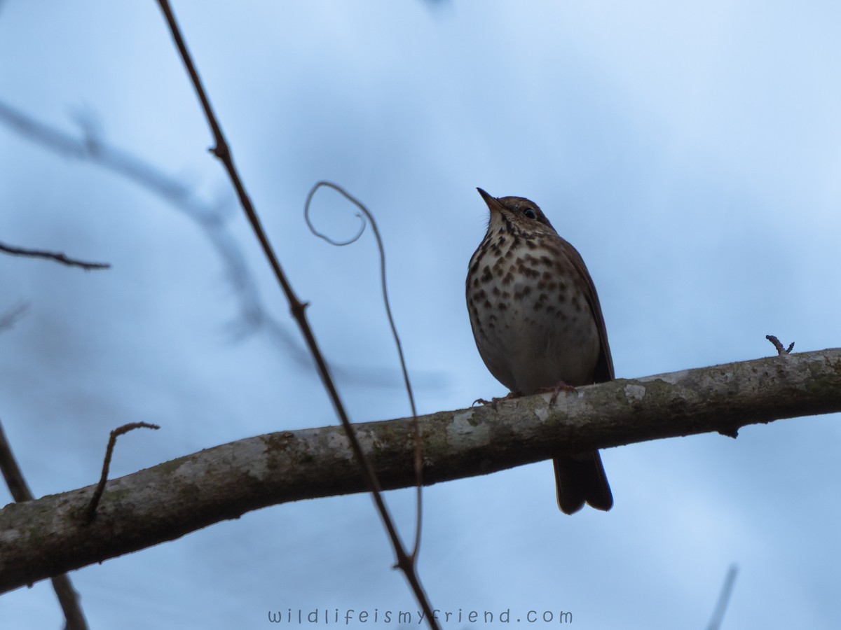 קיכלי חלוד-זנב - ML646814742