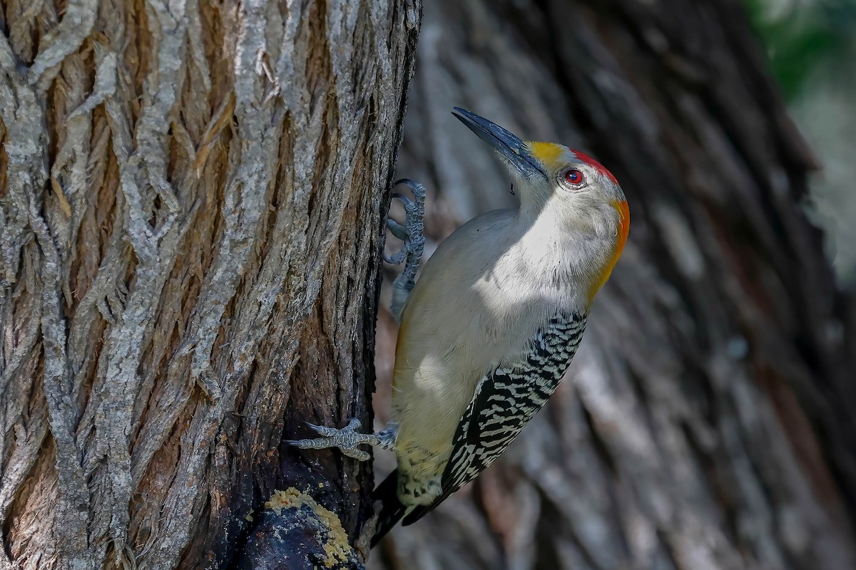 Golden-fronted Woodpecker (Northern) - ML646814743