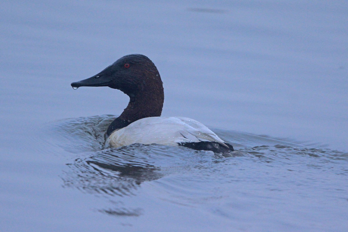 Canvasback - ML646814744