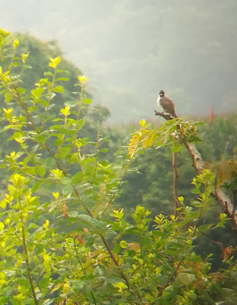 Bulbul urre-ipurdia - ML646814745