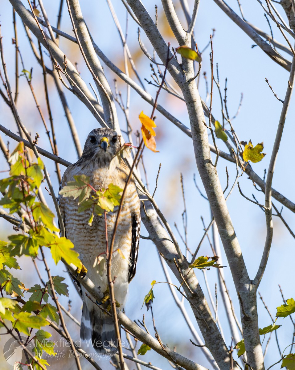 Red-shouldered Hawk (lineatus Group) - ML646814747
