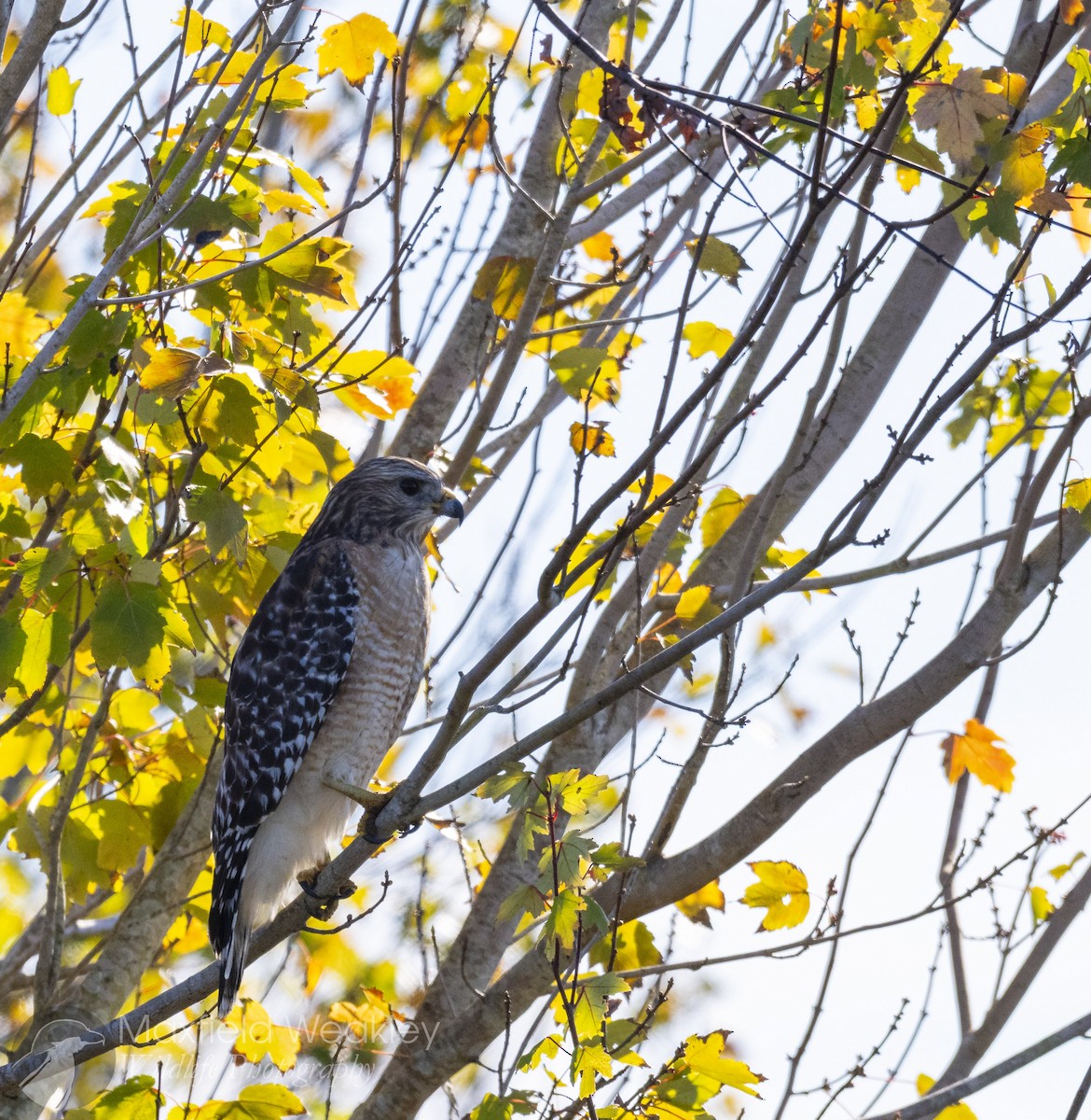 Red-shouldered Hawk (lineatus Group) - ML646814748