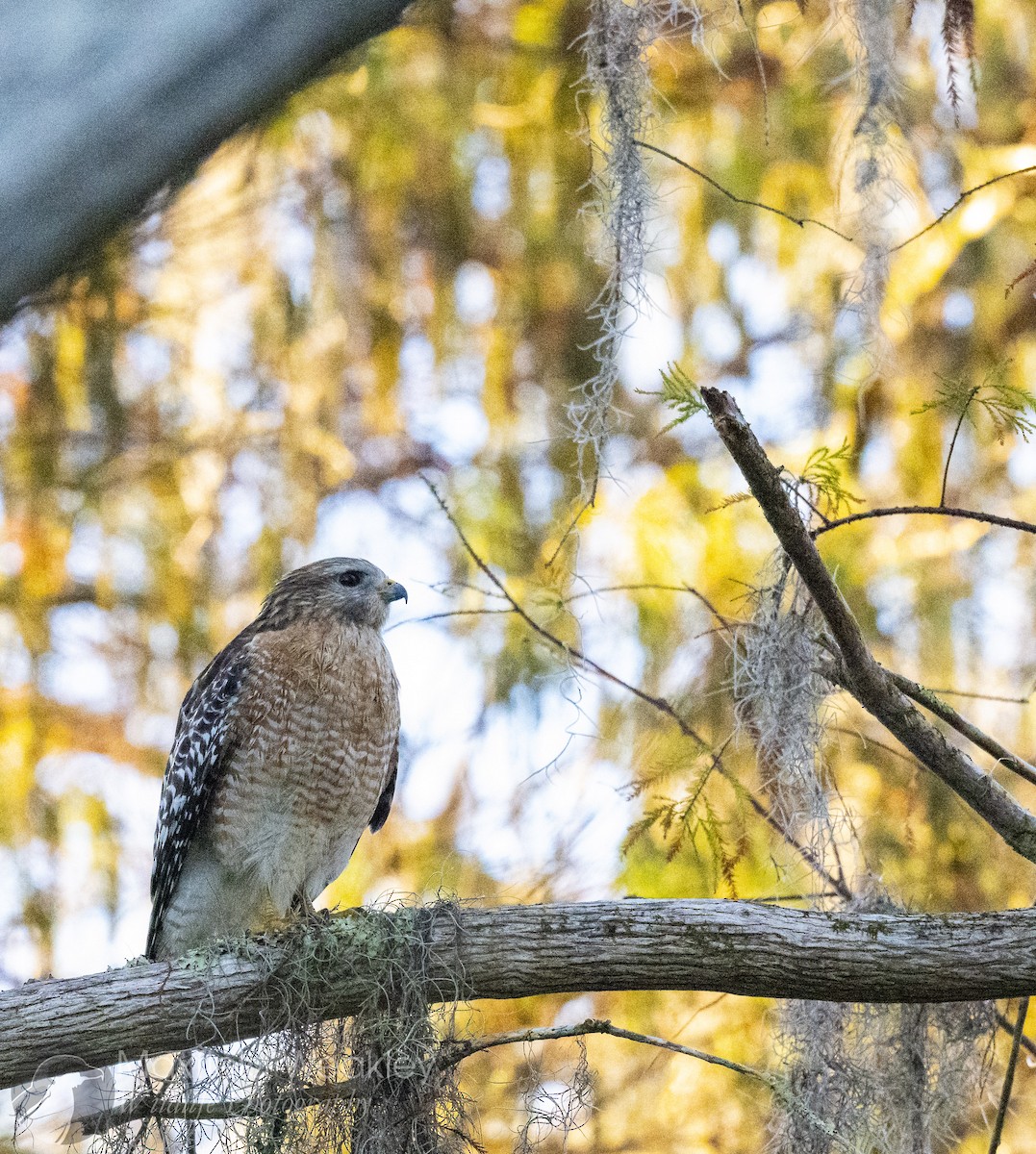 Red-shouldered Hawk (lineatus Group) - ML646814749